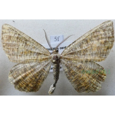 Angerona prunaria (Linnaeus, 1758) Rączyk leszczyniak Czech5f